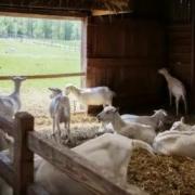 Каким будет оптимальный сарай для коз?